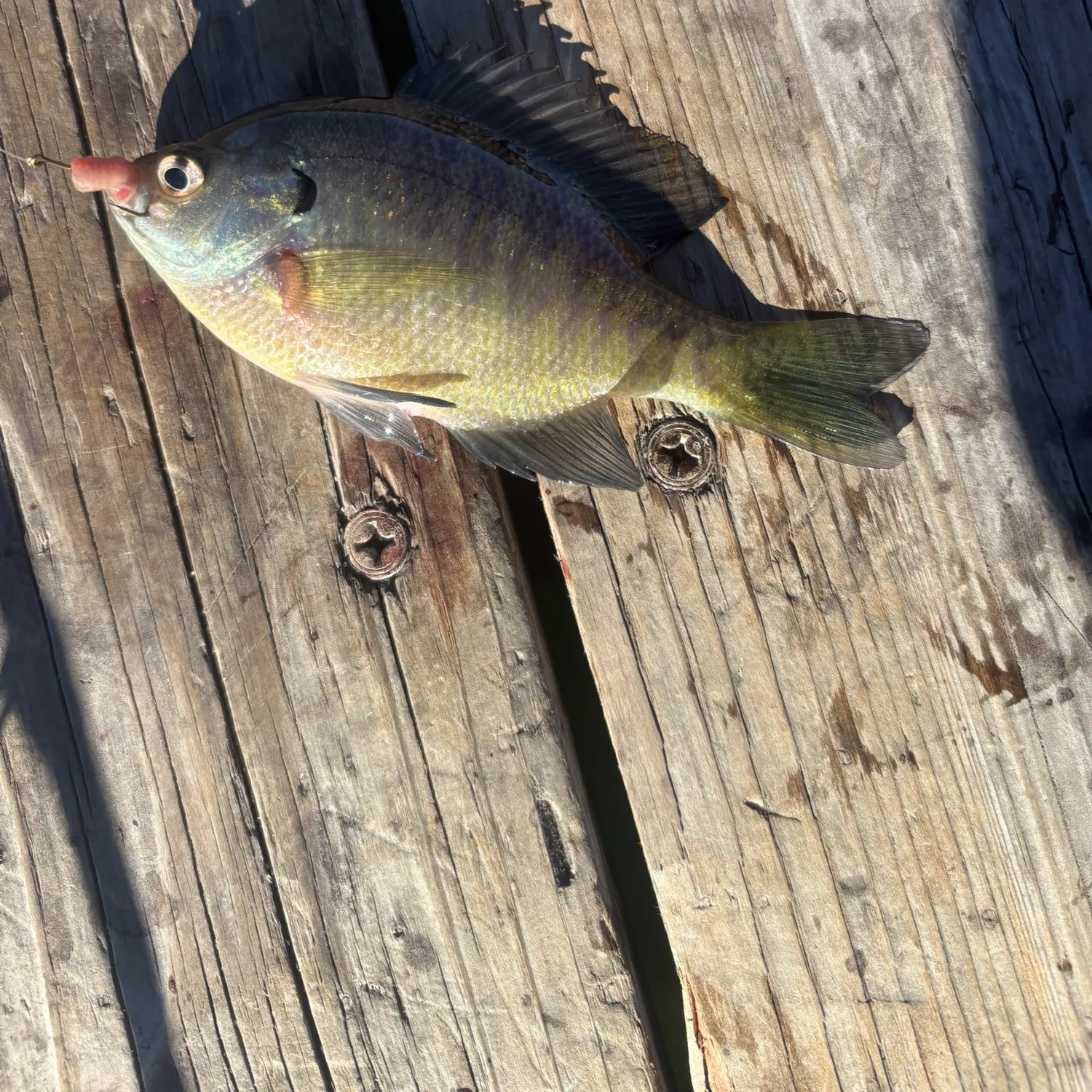 Bluegill caught on Fishbrain