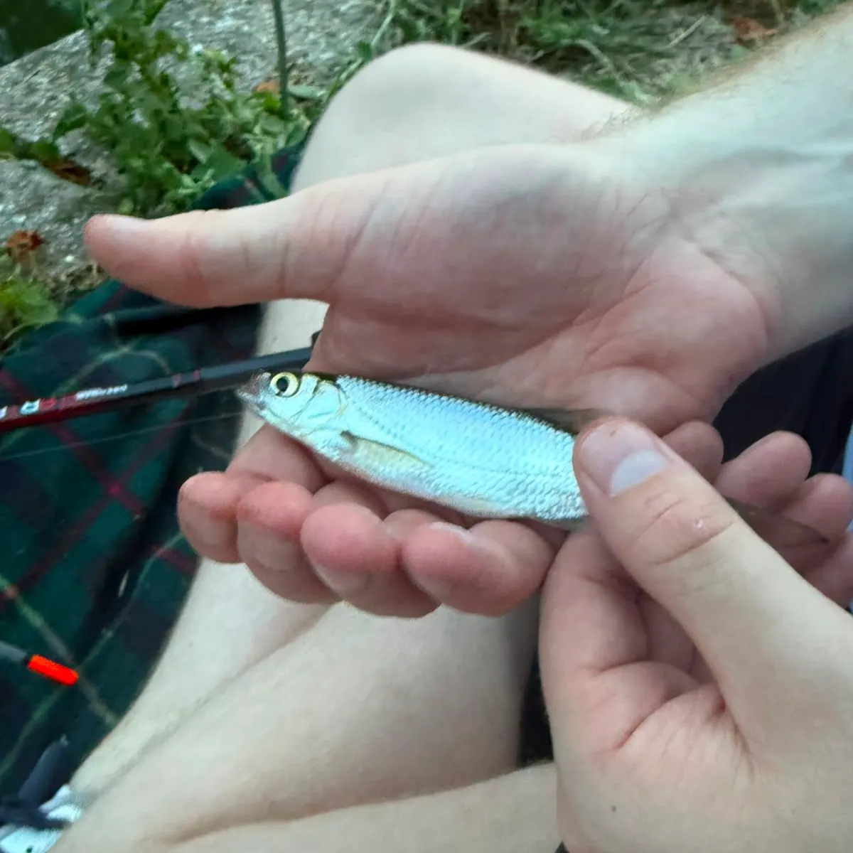 Common bleak caught on Fishbrain