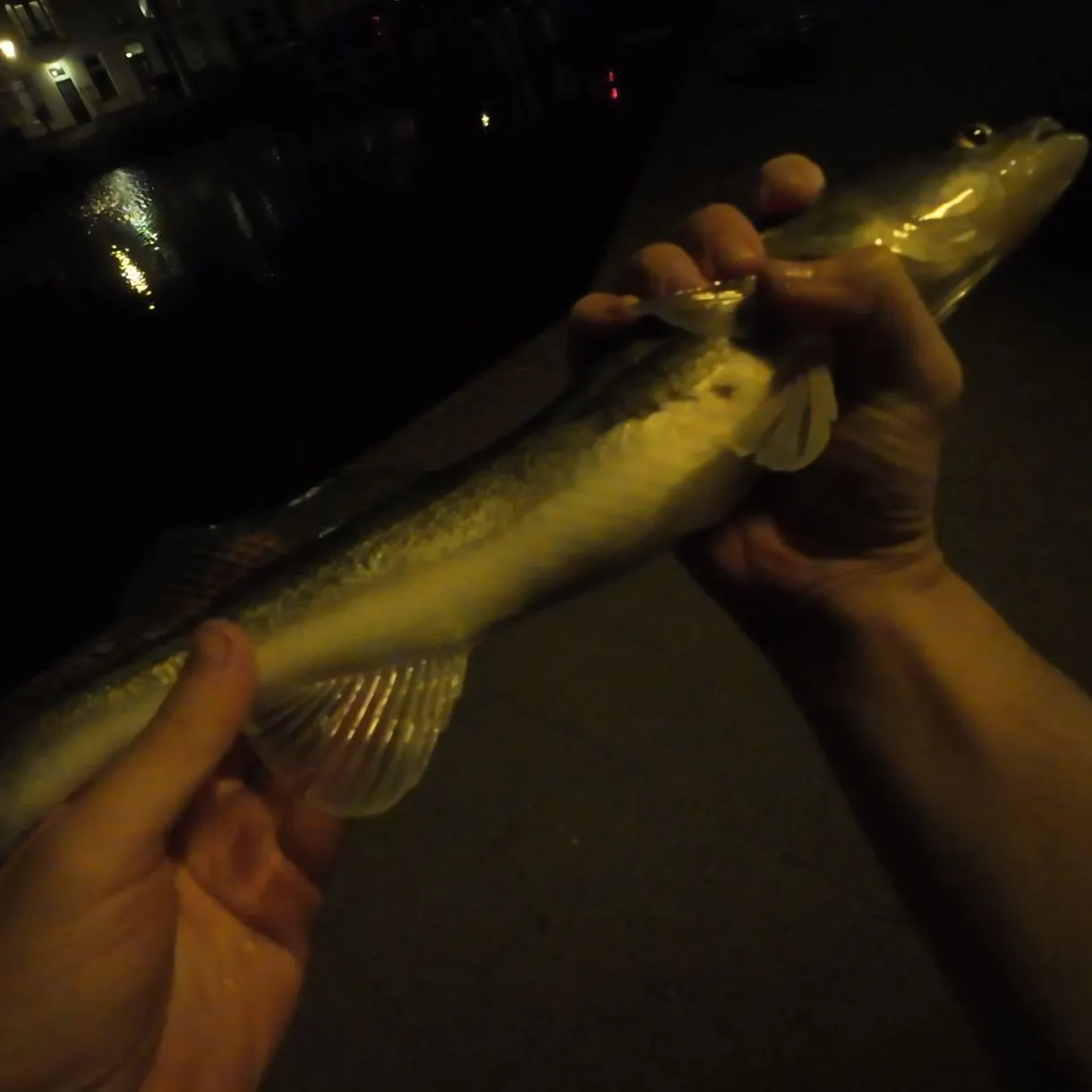 Zander caught on Fishbrain