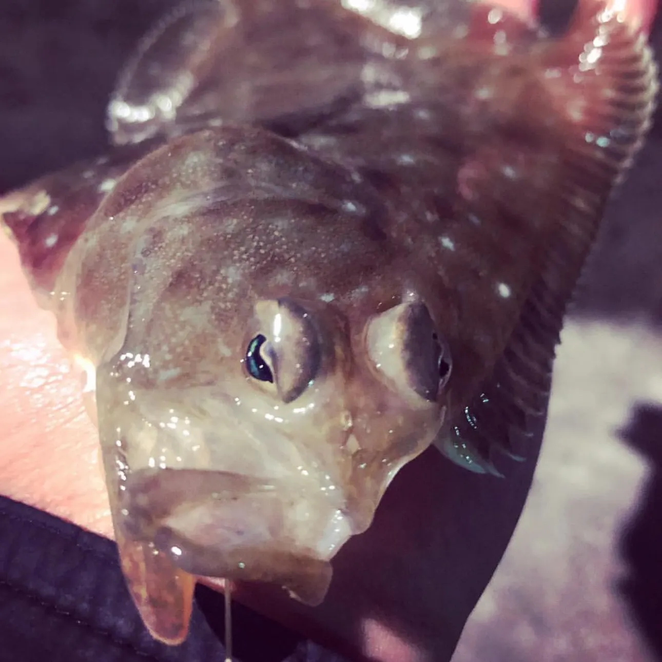 The most recent Common sole catches on Fishbrain