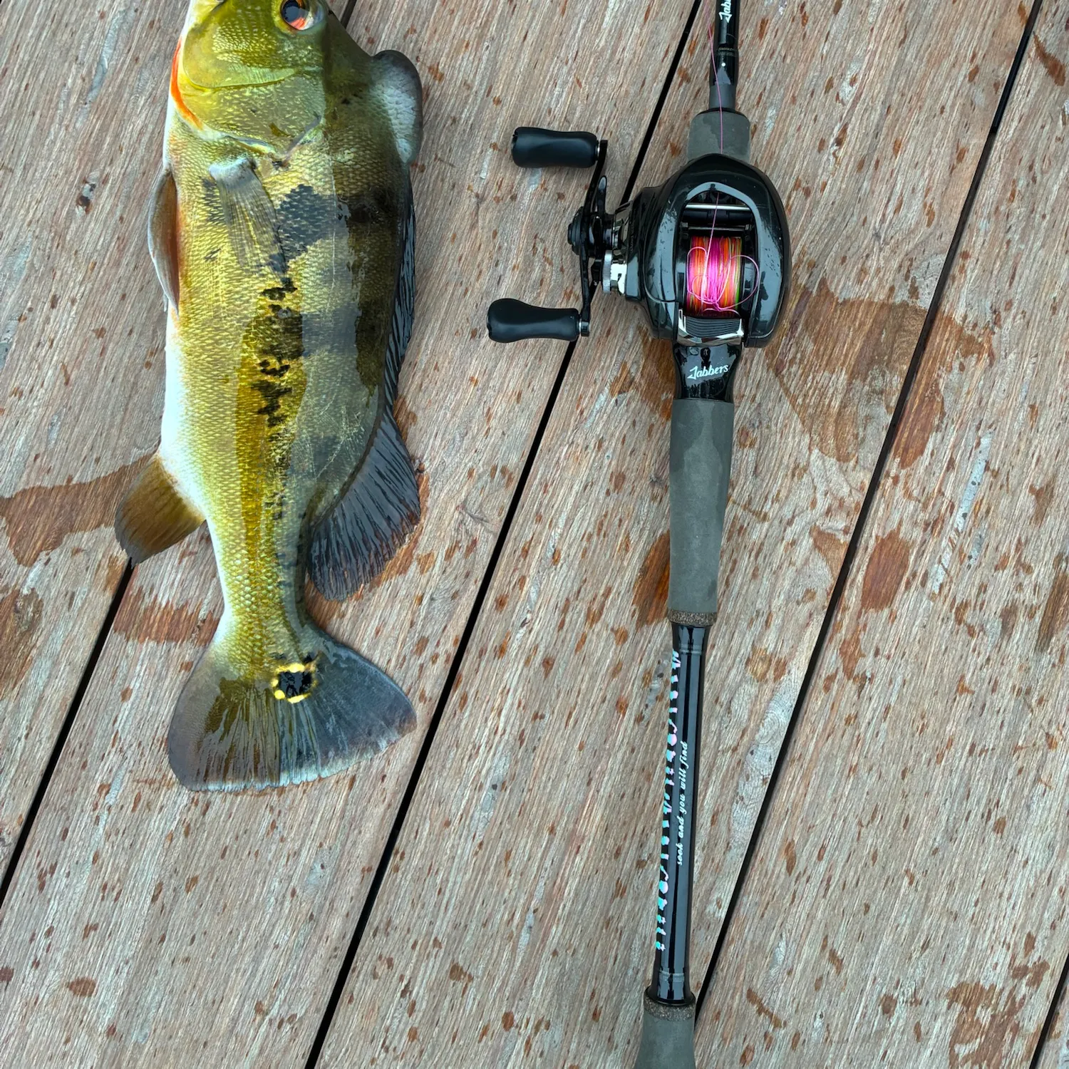 Fish caught on Fishbrain