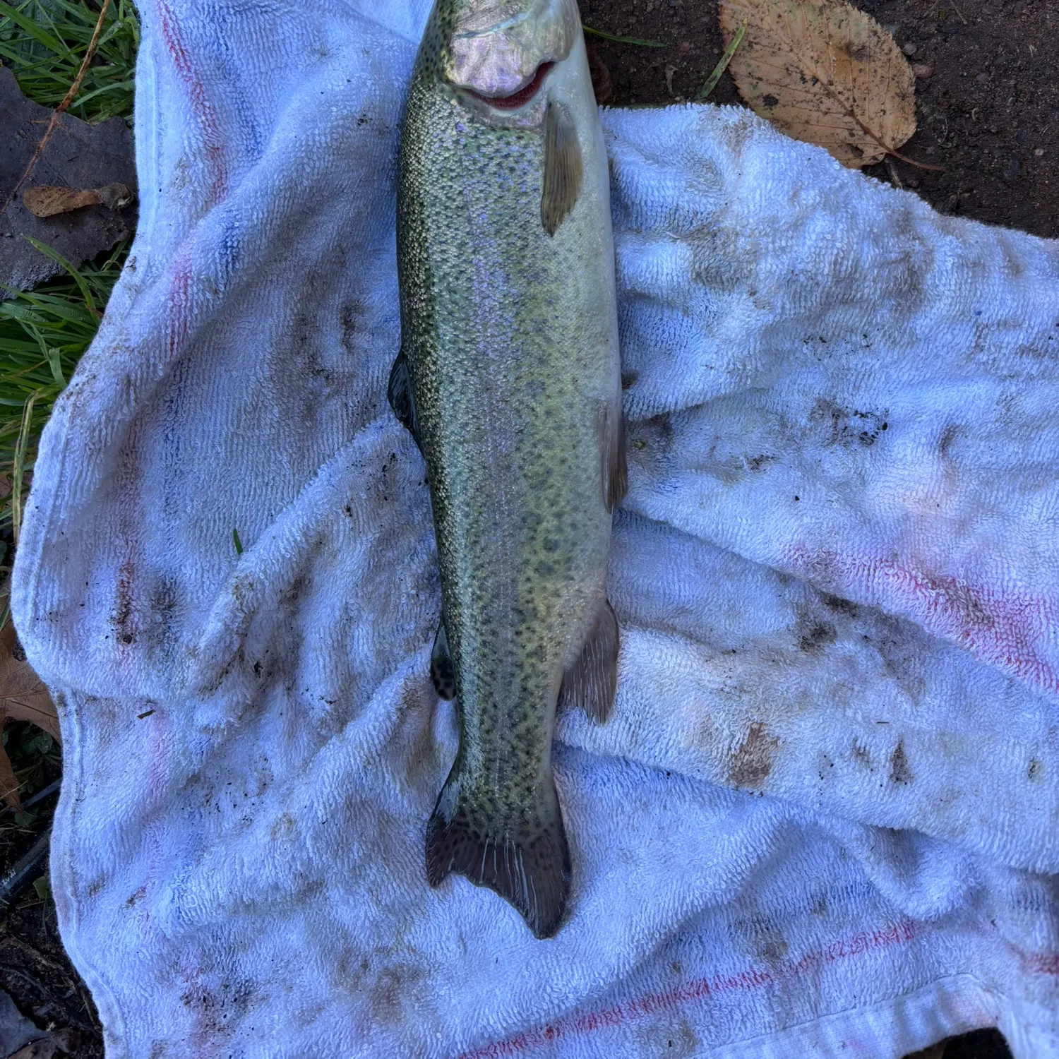 Rainbow trout caught on Fishbrain