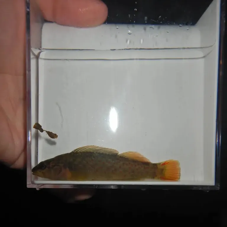 The most recent Wounded darter catches on Fishbrain