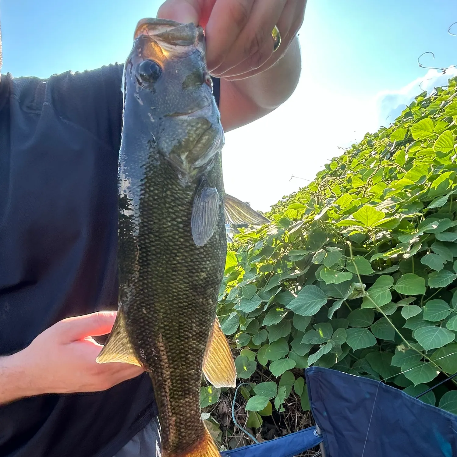 Smallmouth bass caught on Fishbrain