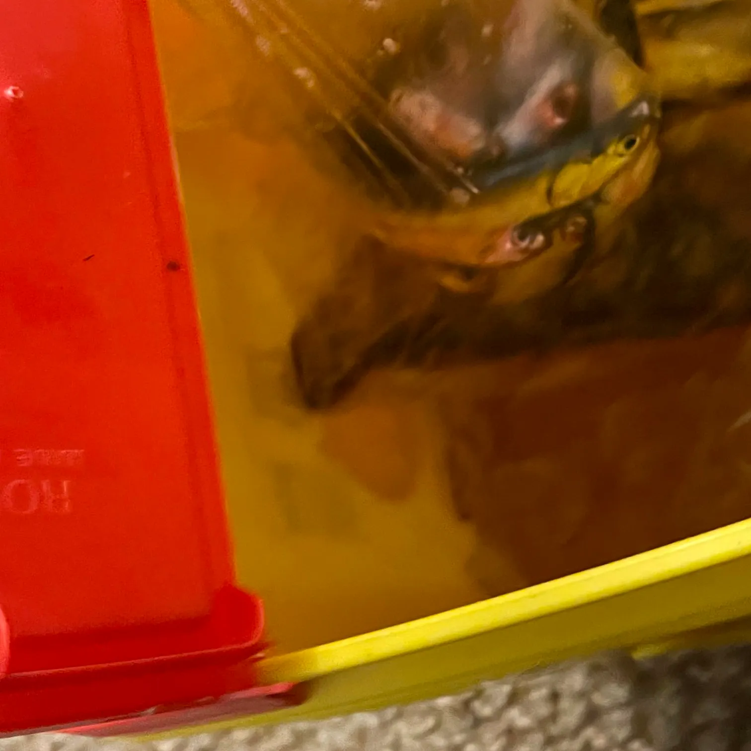 The most recent Northern anchovy catches on Fishbrain