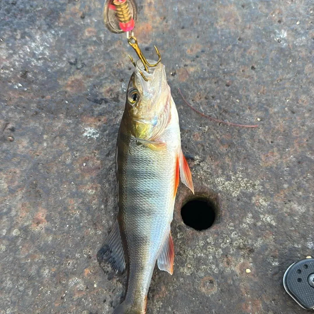 European perch caught on Fishbrain