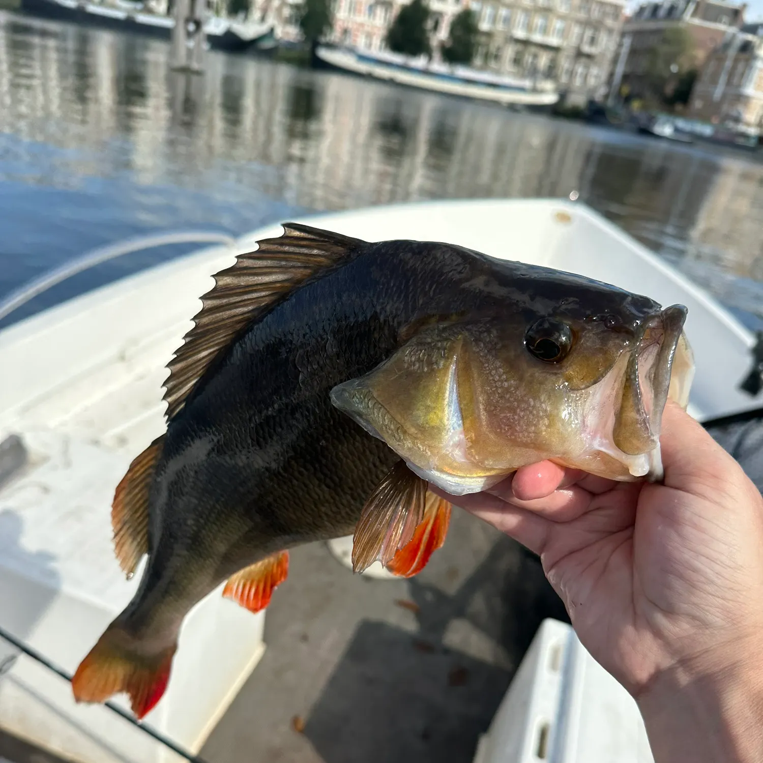 European perch caught on Fishbrain