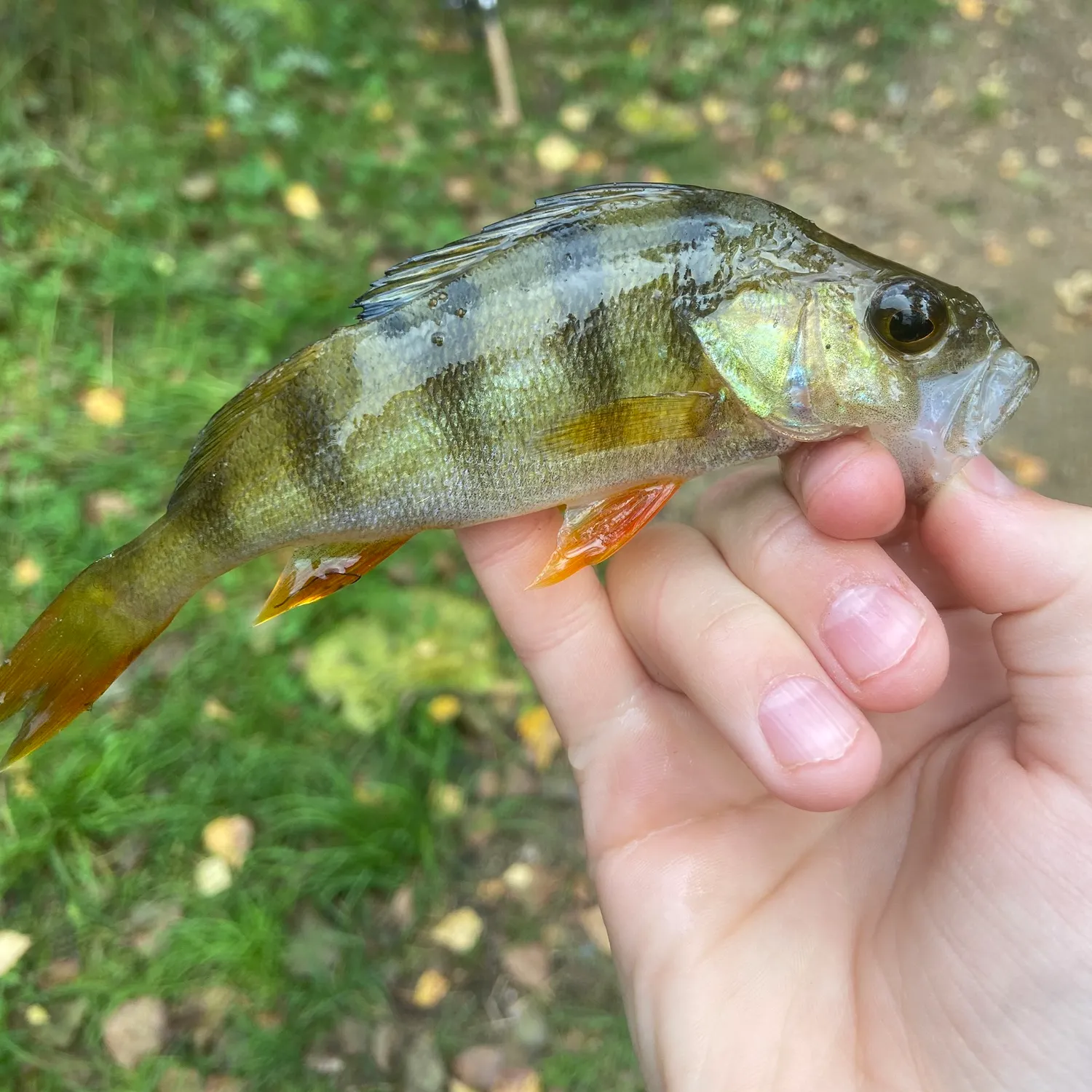 European perch caught on Fishbrain
