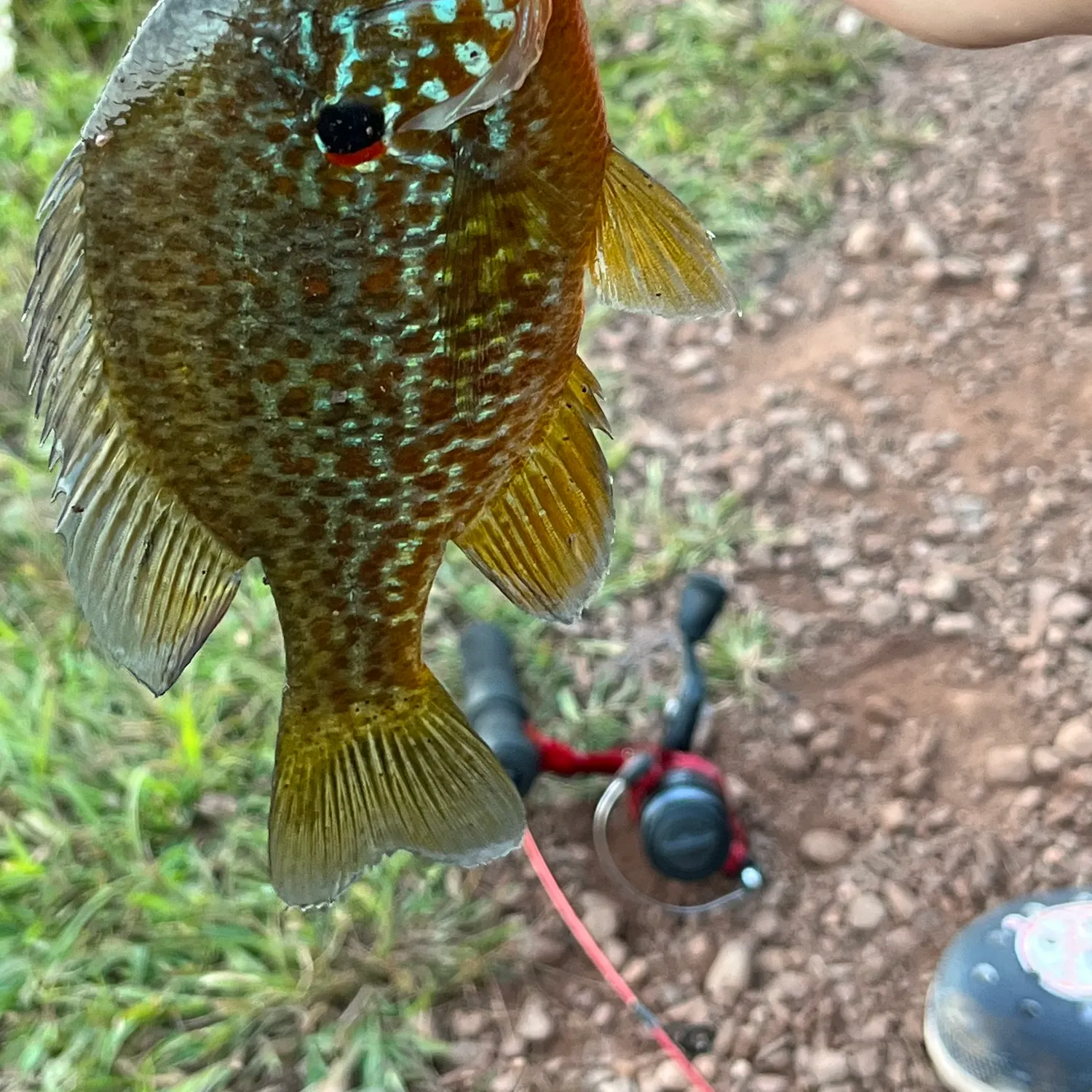 The most recent Pumpkinseed x redbreast sunfish catches on Fishbrain