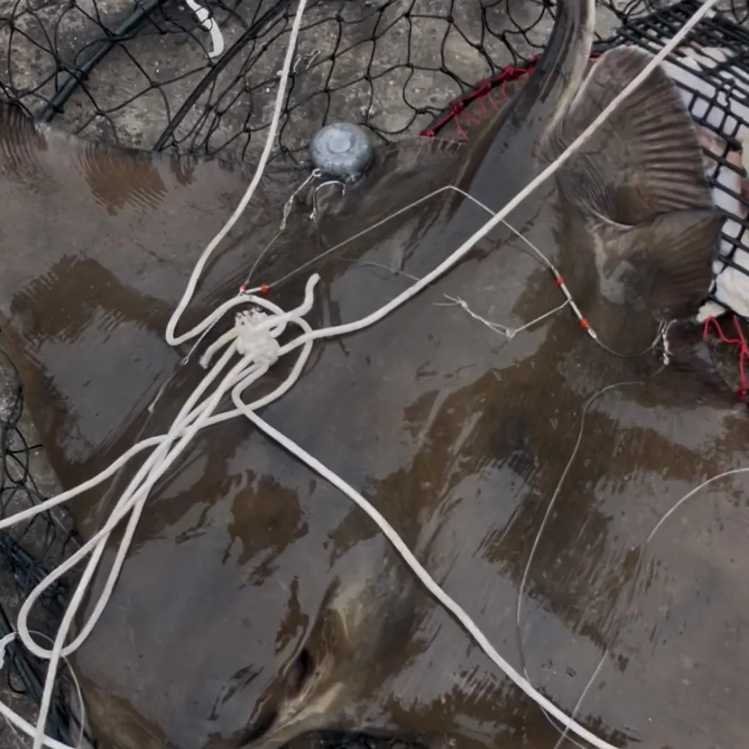 The most recent Bat eagle ray catches on Fishbrain