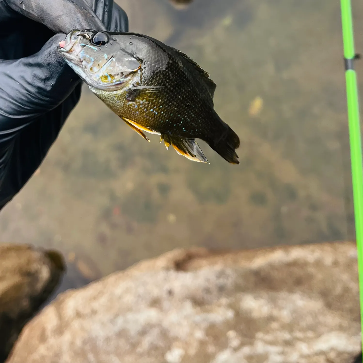 Green sunfish caught on Fishbrain