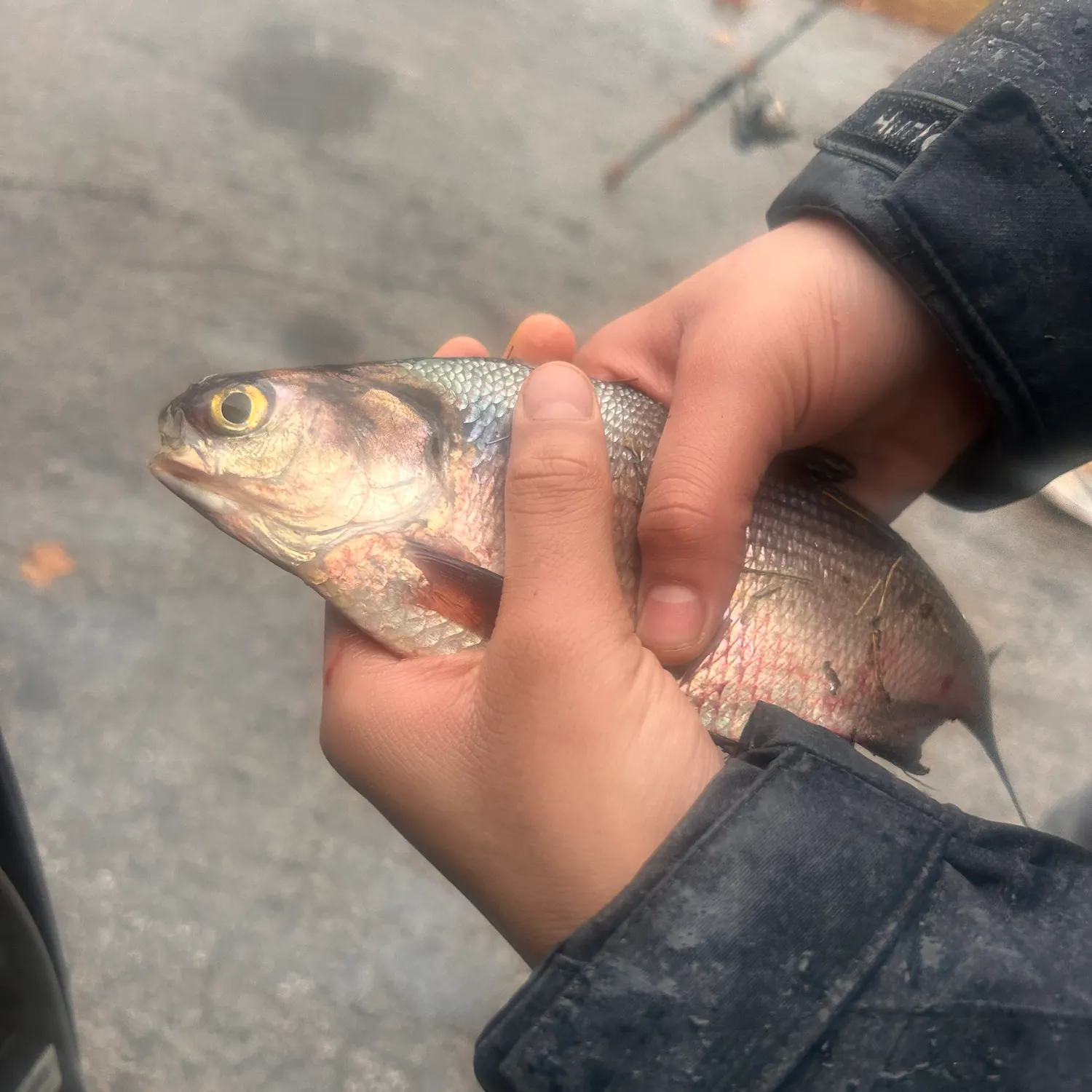 The most recent Mooneye catches on Fishbrain