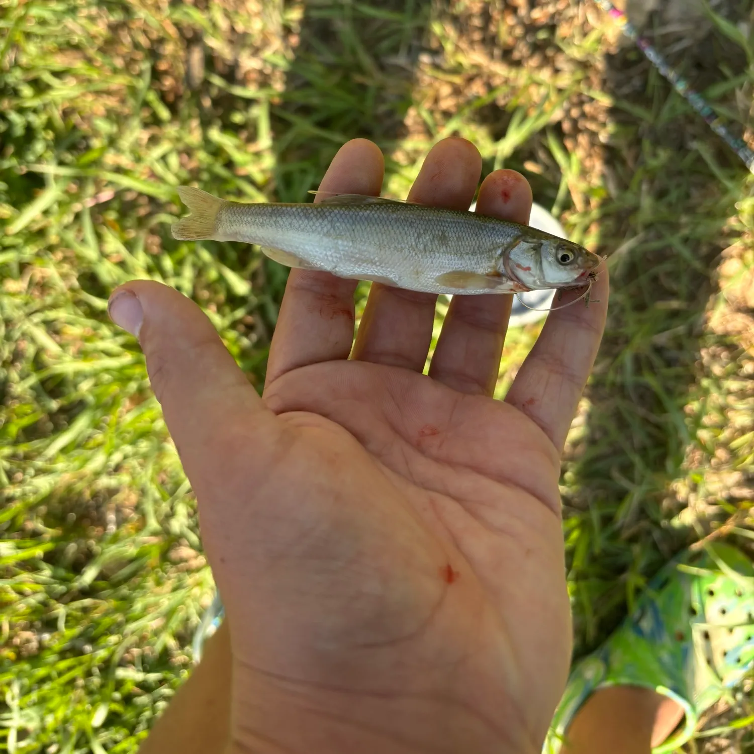 The most recent Eastern silvery minnow catches on Fishbrain