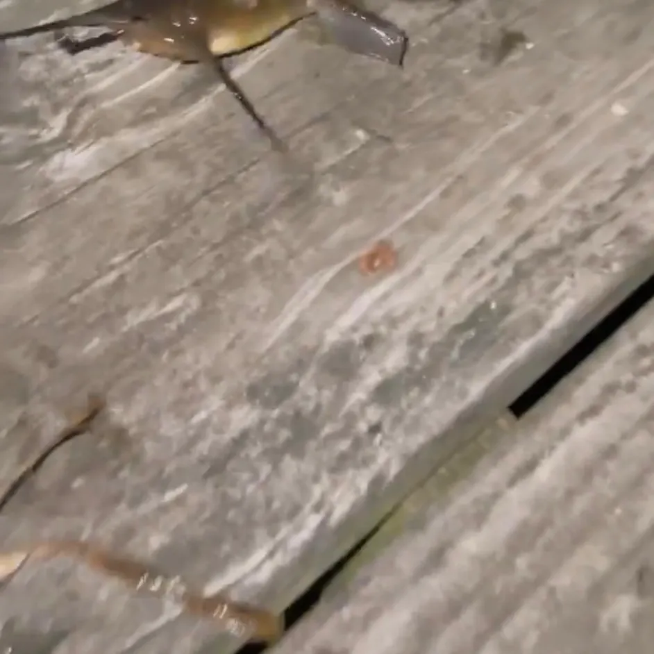 Channel catfish caught on Fishbrain