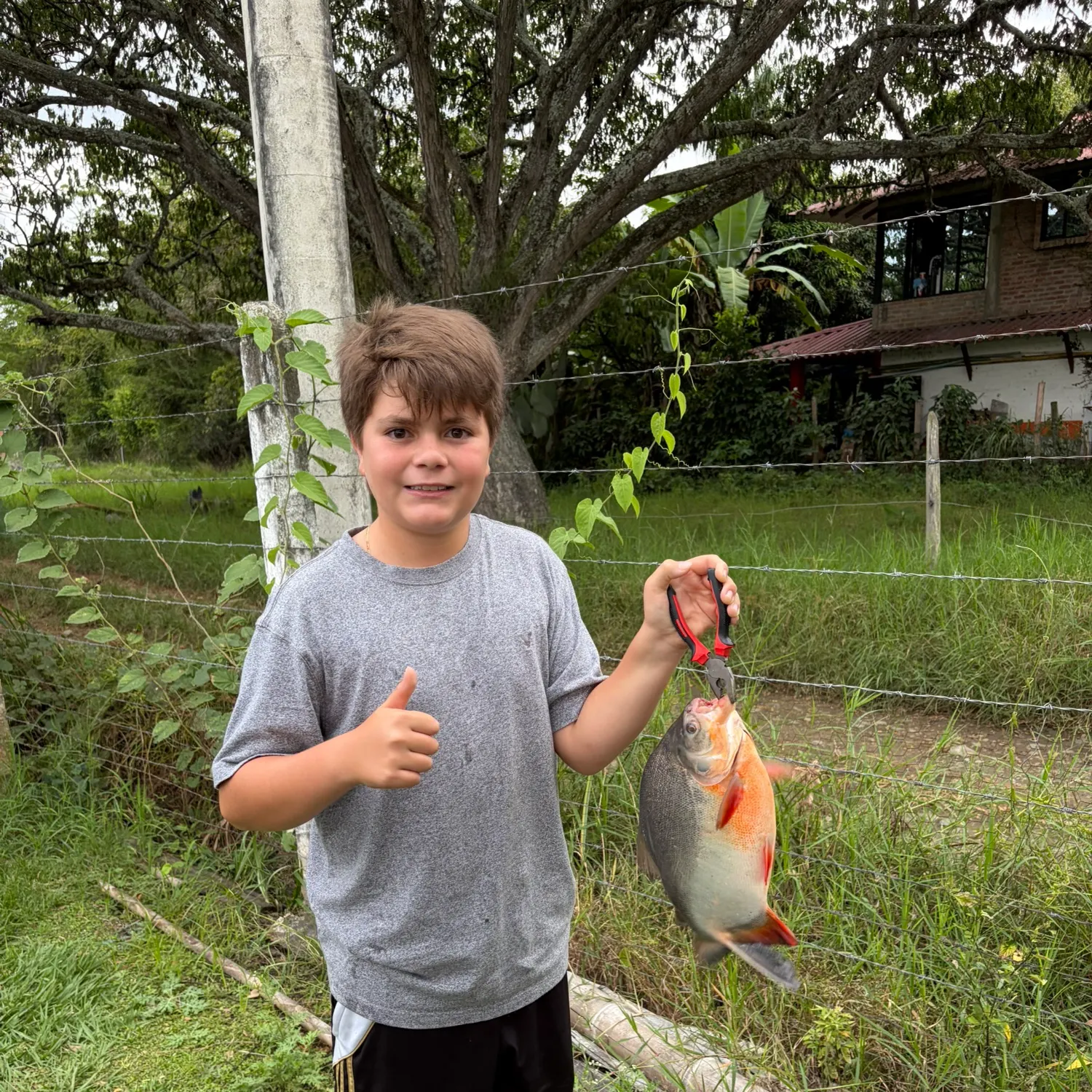 The most recent Black pacu catches on Fishbrain