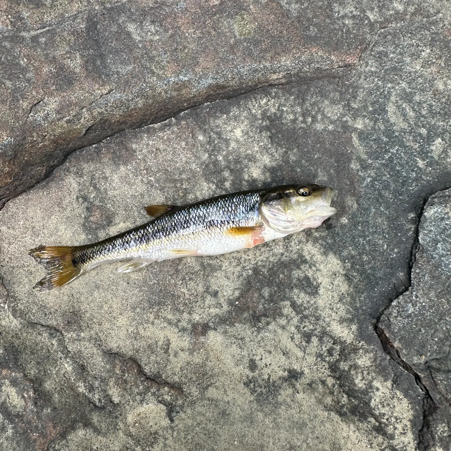 Sandhills chub caught on Fishbrain