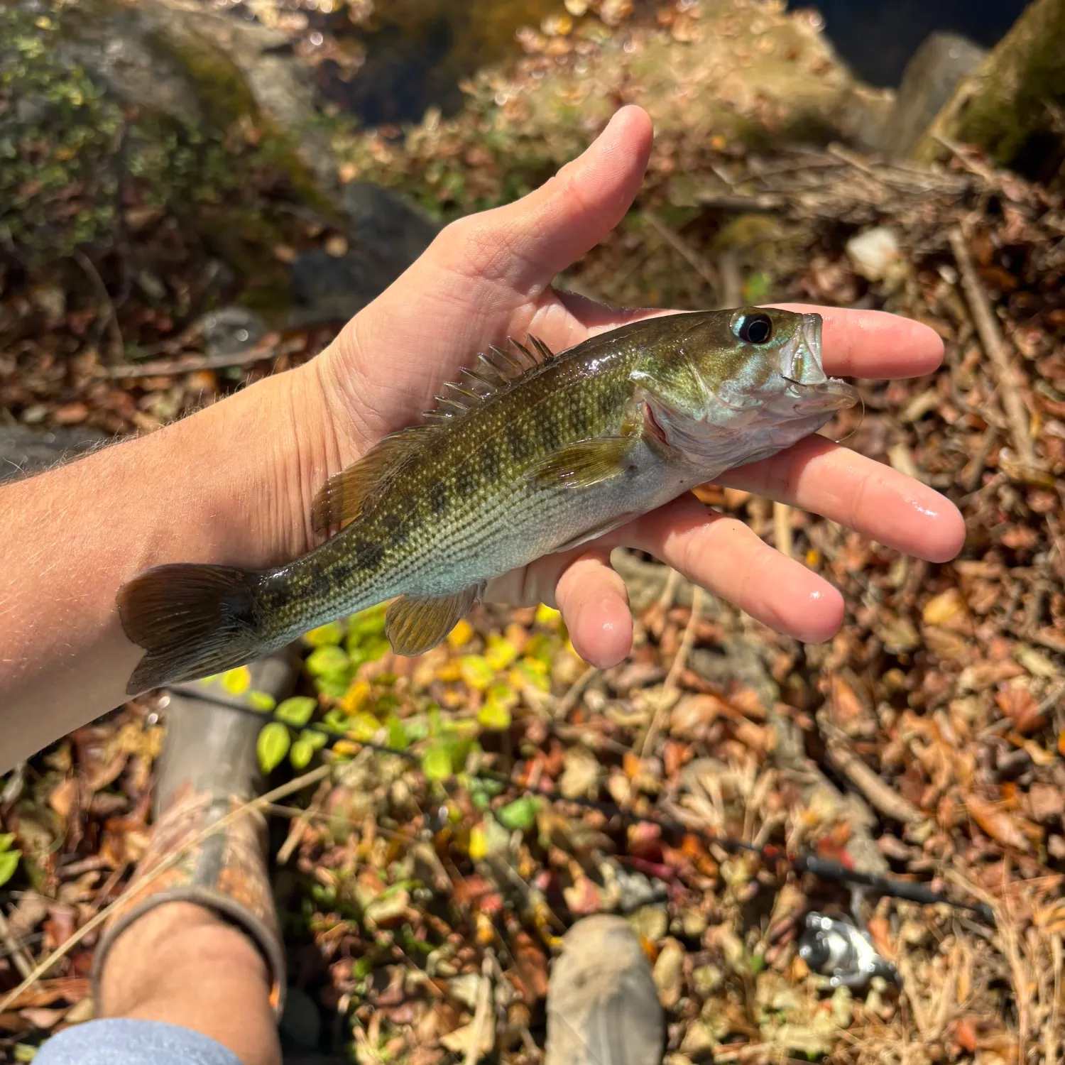 The most recent Tallapoosa bass catches on Fishbrain