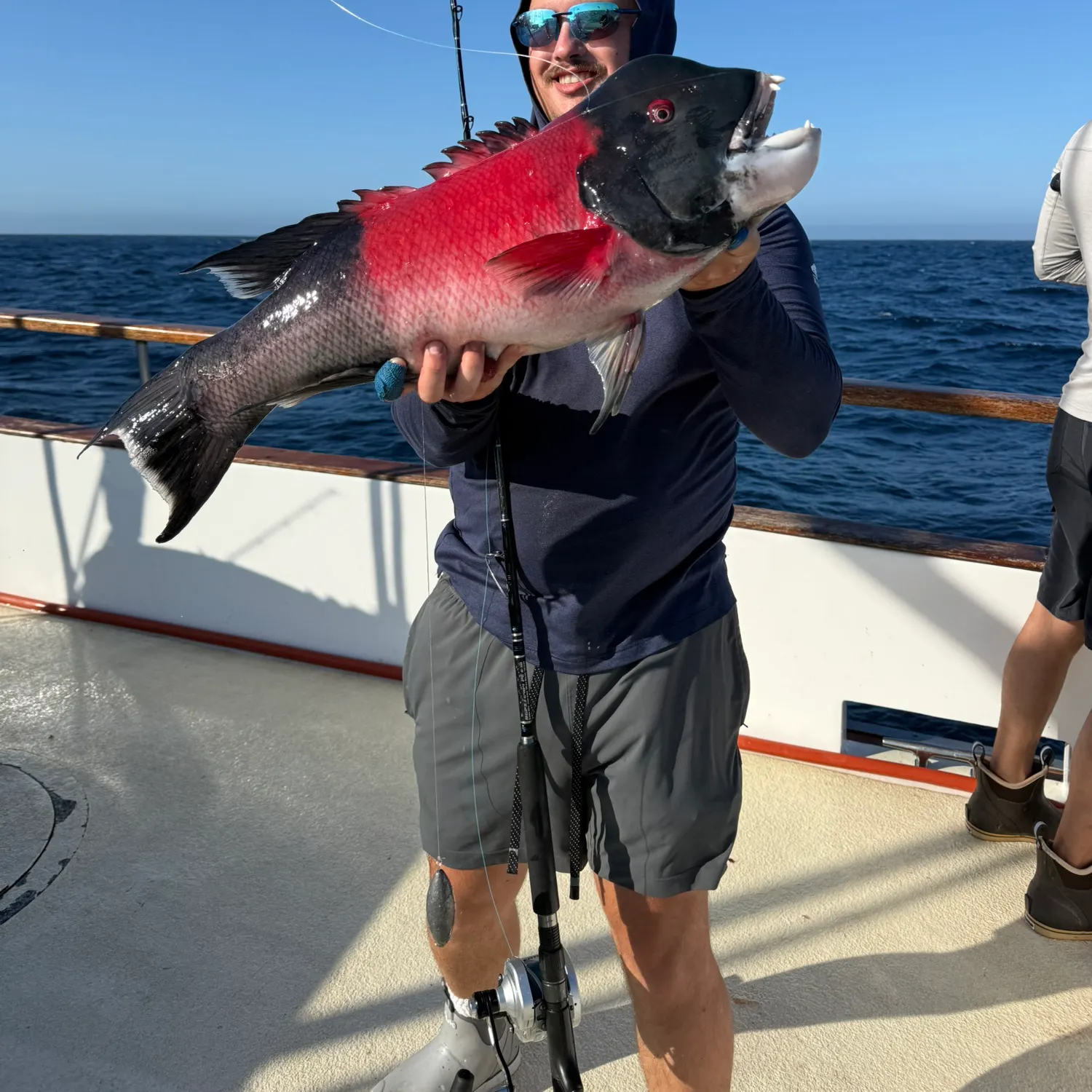 The most recent California sheephead catches on Fishbrain