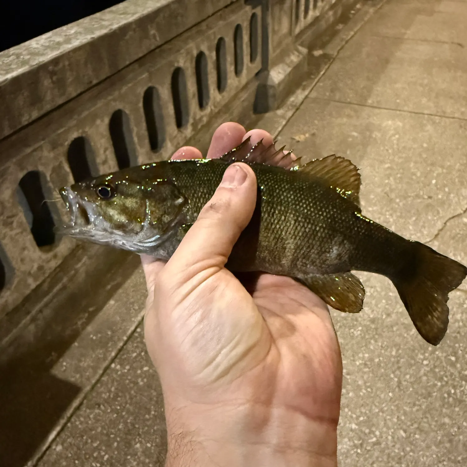 Smallmouth bass caught on Fishbrain