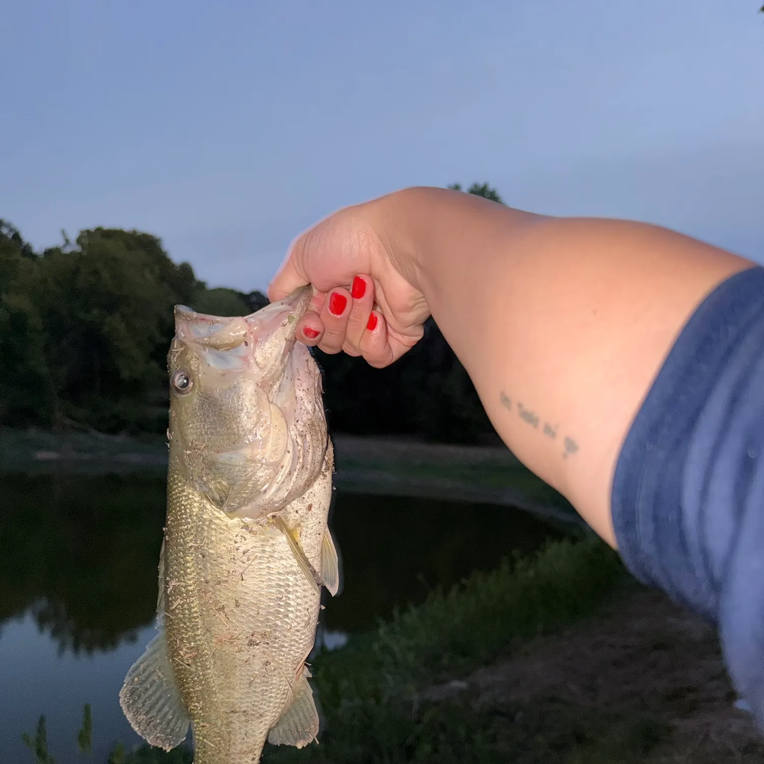 Largemouth bass caught on Fishbrain
