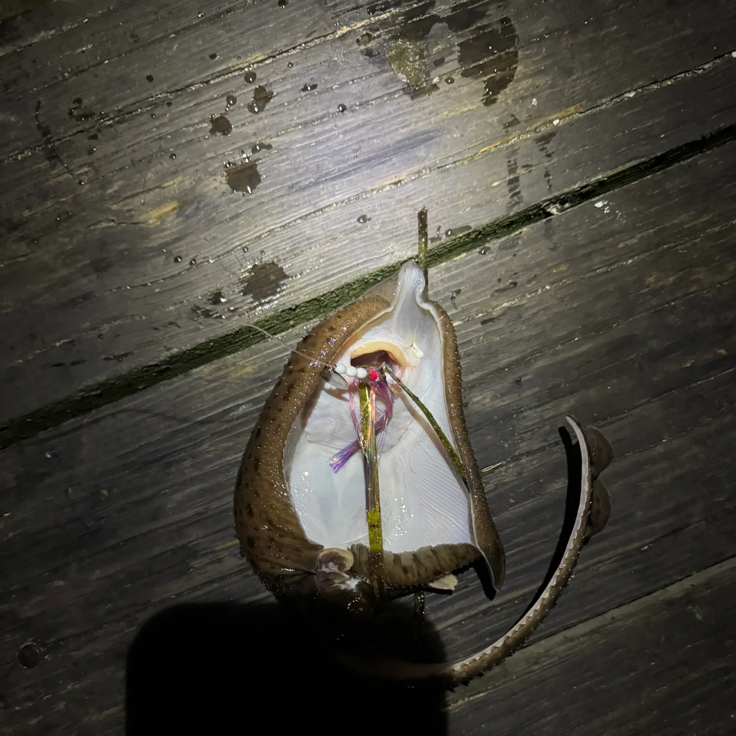 The most recent Little Skate catches on Fishbrain