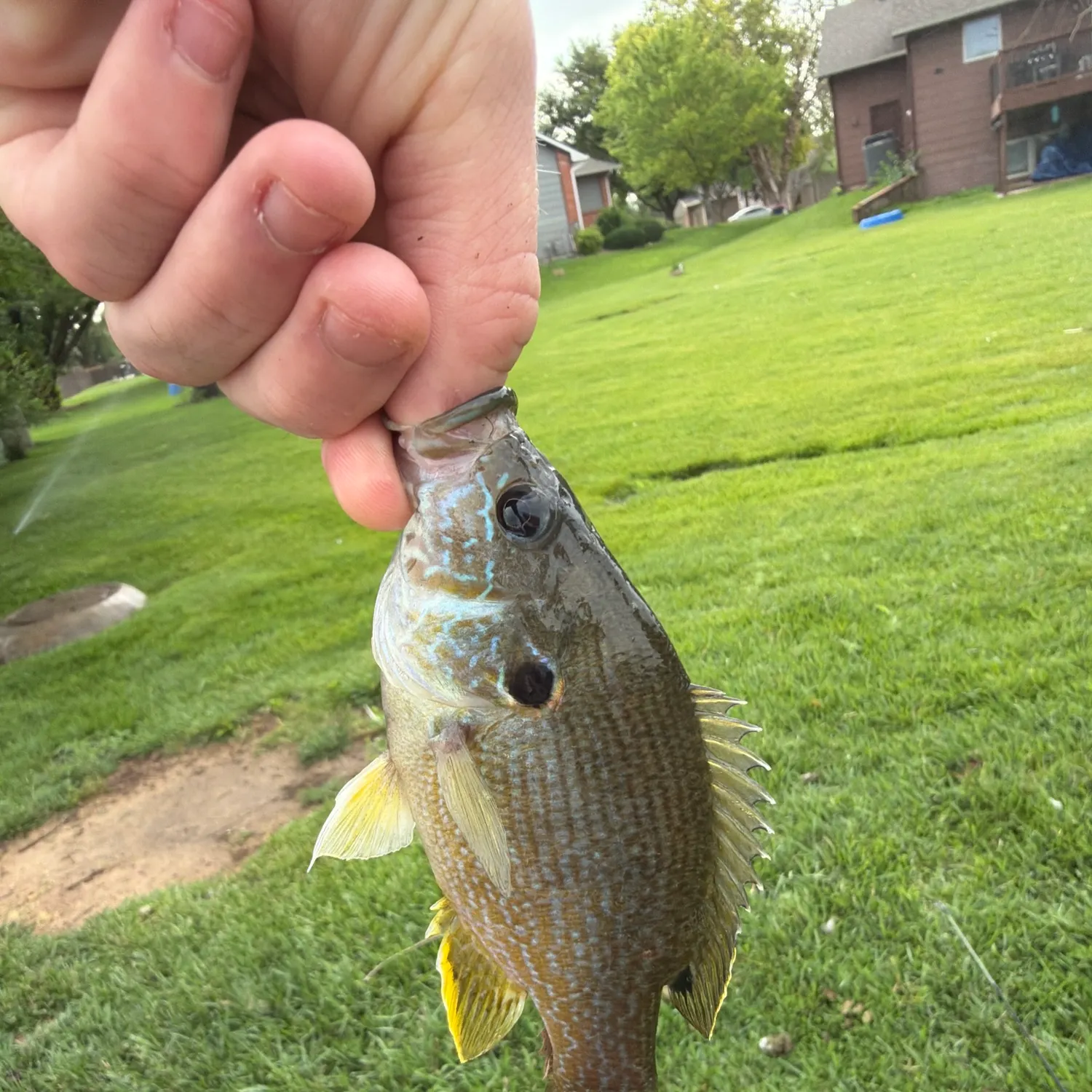 The most recent Green sunfish catches on Fishbrain