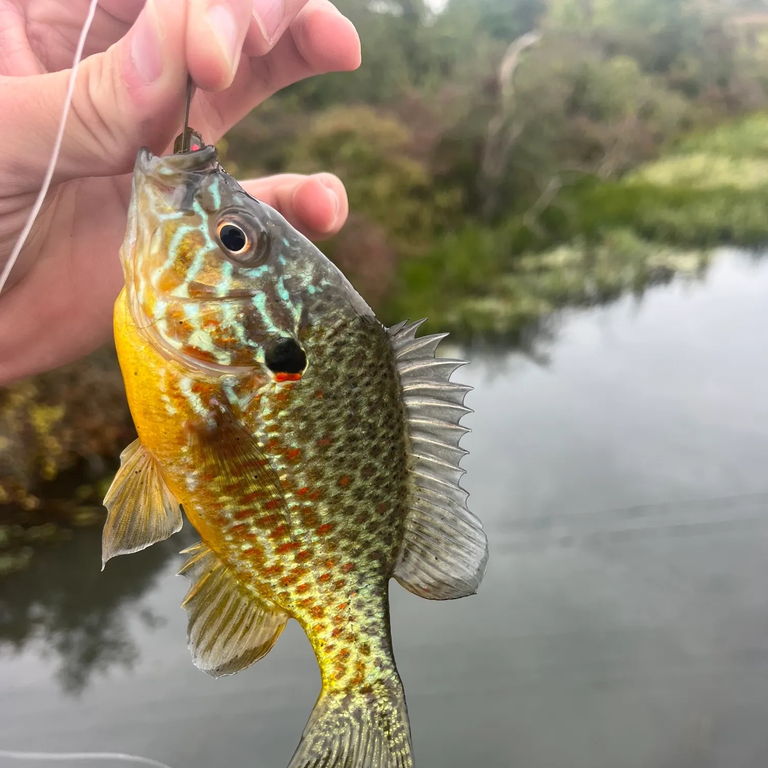 Pumpkinseed caught on Fishbrain