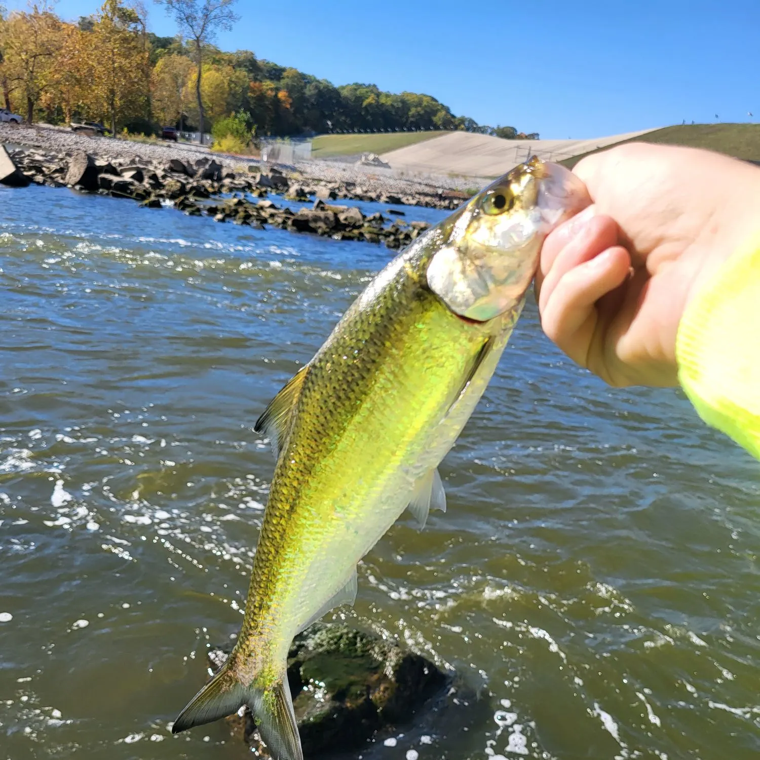 The most recent Skipjack herring catches on Fishbrain