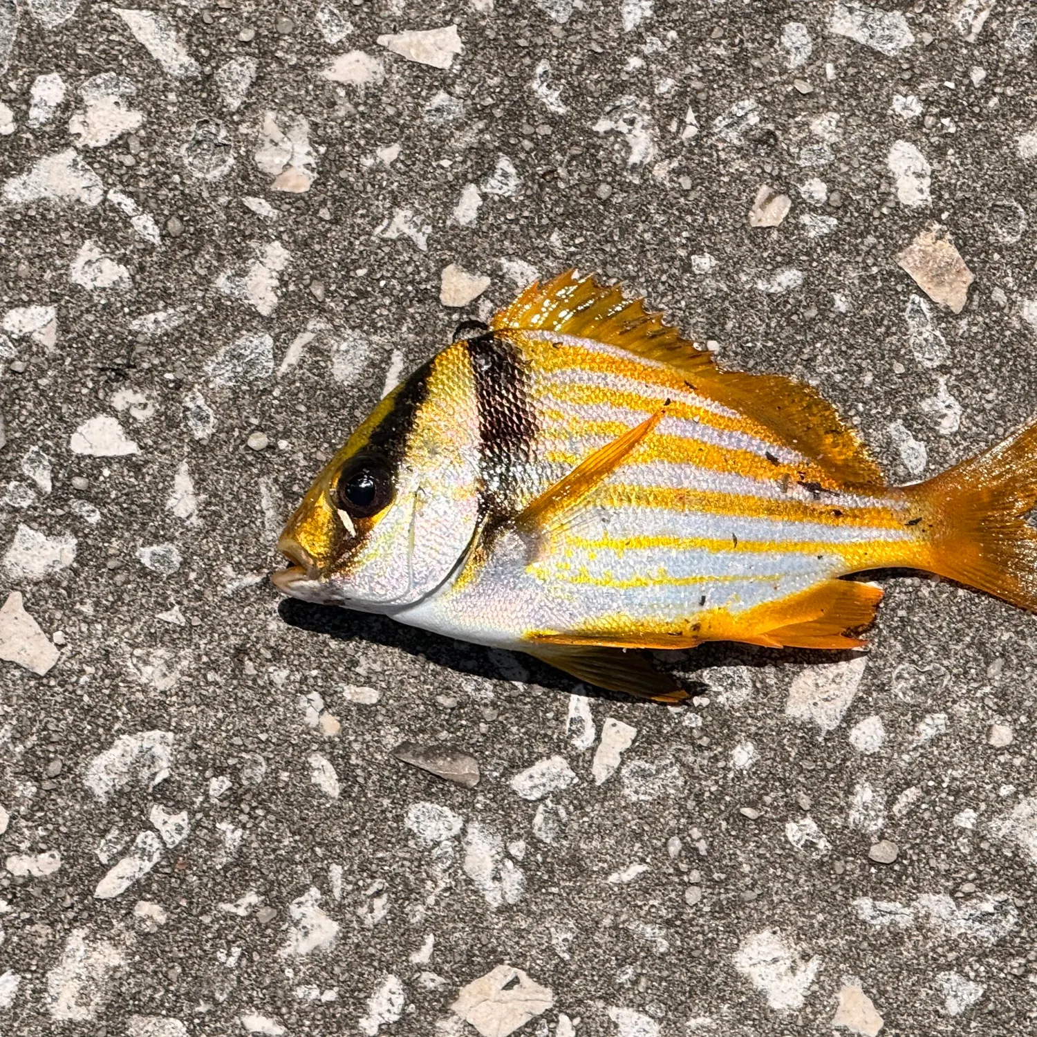 Atlantic porkfish caught on Fishbrain