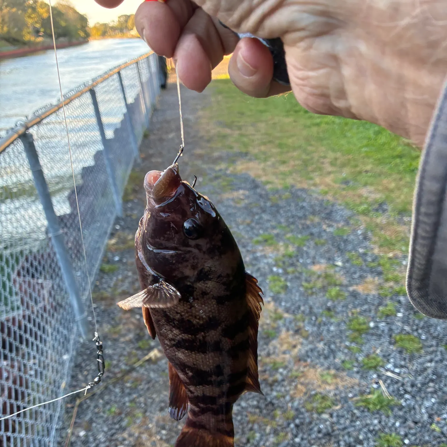 Tautog caught on Fishbrain