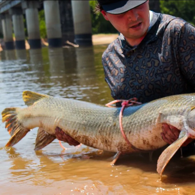The most recent Alligator gar catches on Fishbrain