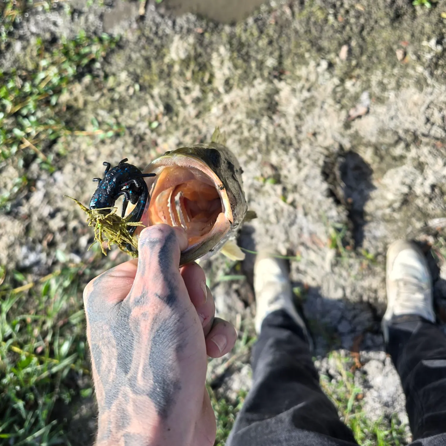Fish caught on Fishbrain