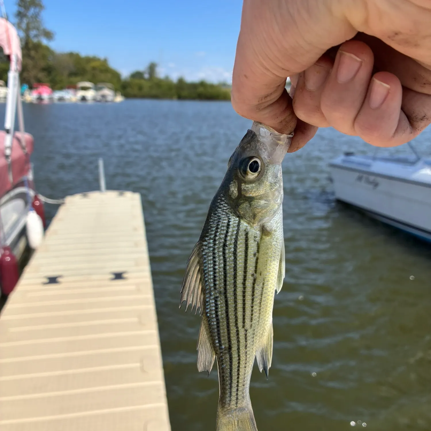 Yellow bass caught on Fishbrain