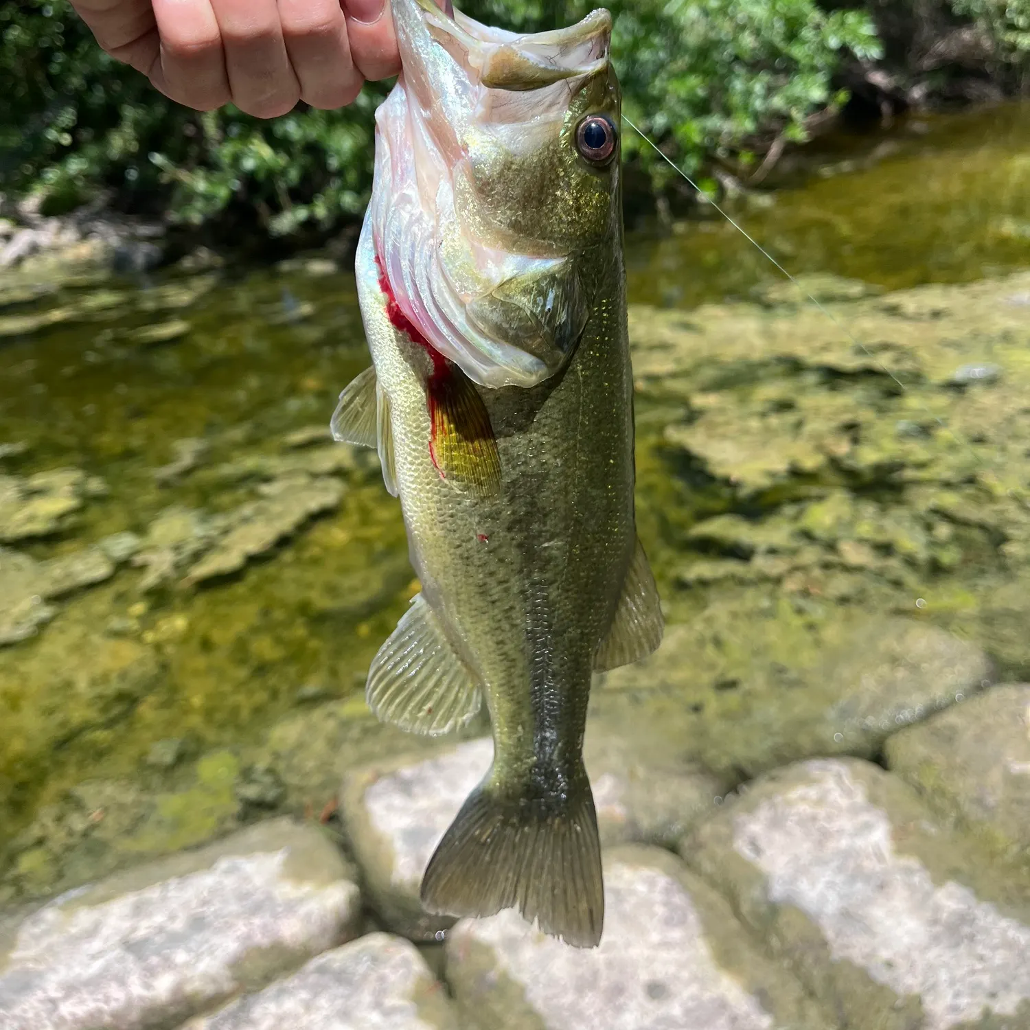 Largemouth bass caught on Fishbrain