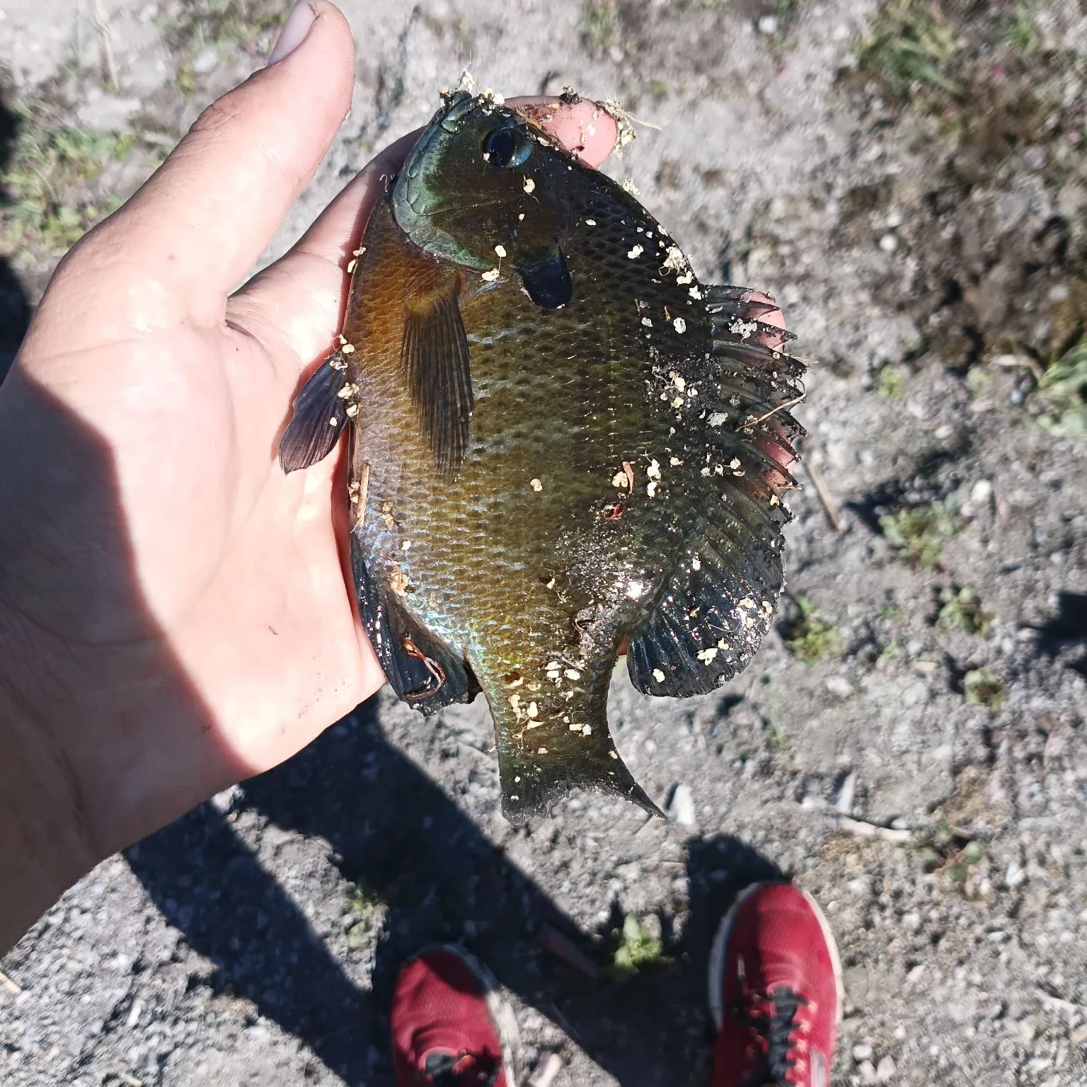 catch