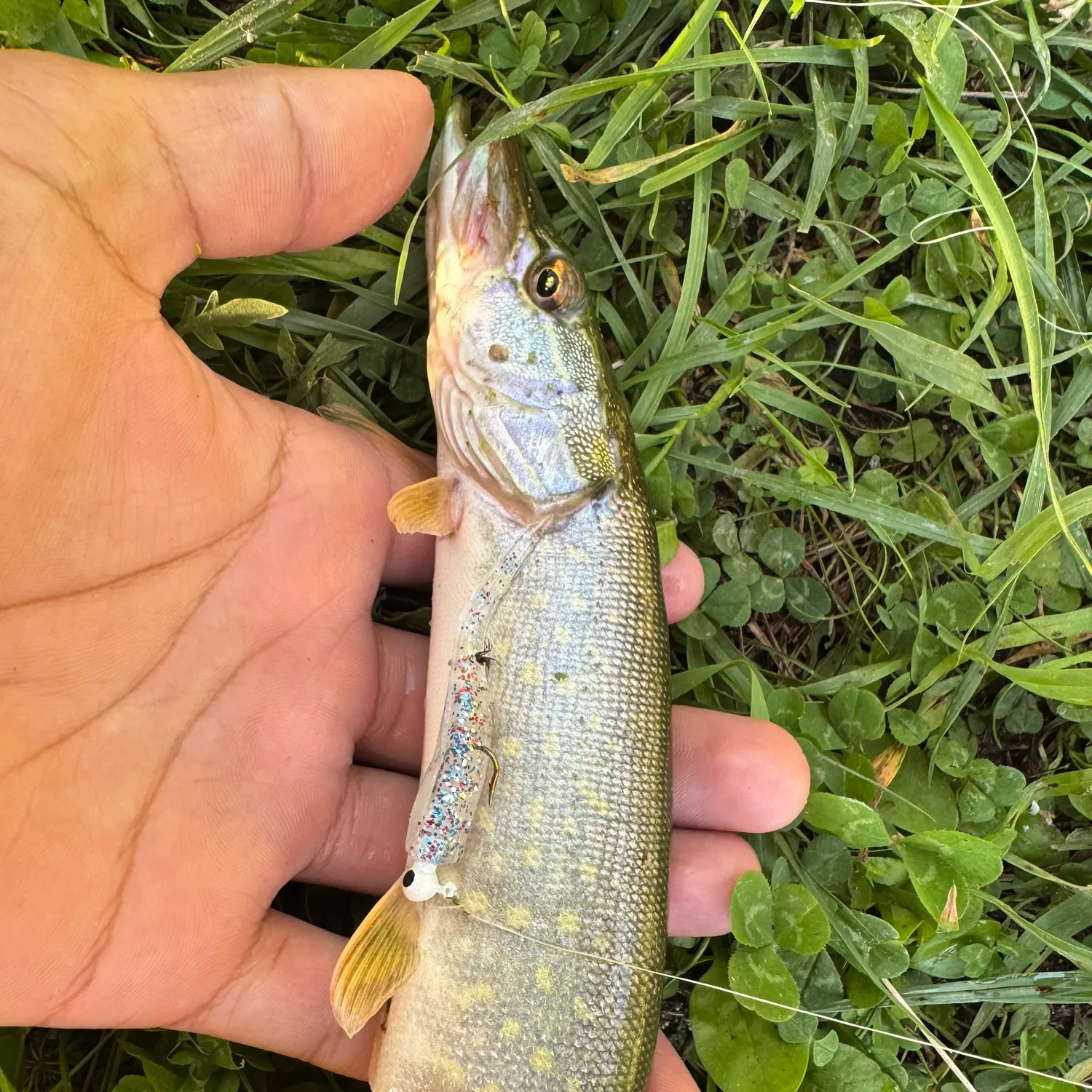Northern pike caught on Fishbrain