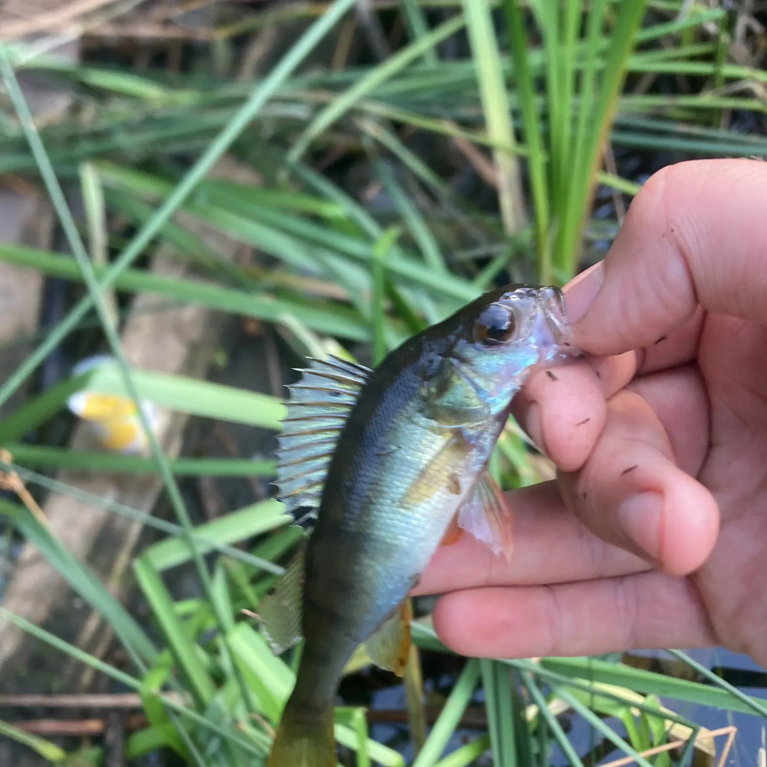 European perch caught on Fishbrain