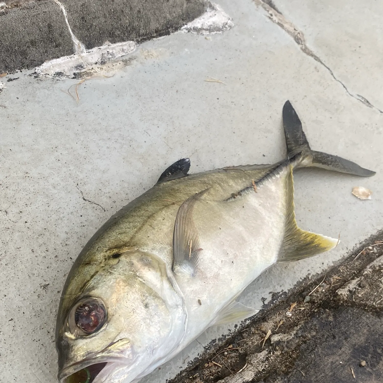 The most recent Barramundi catches on Fishbrain
