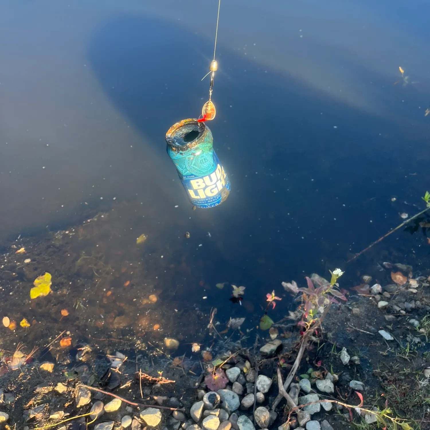 Fish caught on Fishbrain