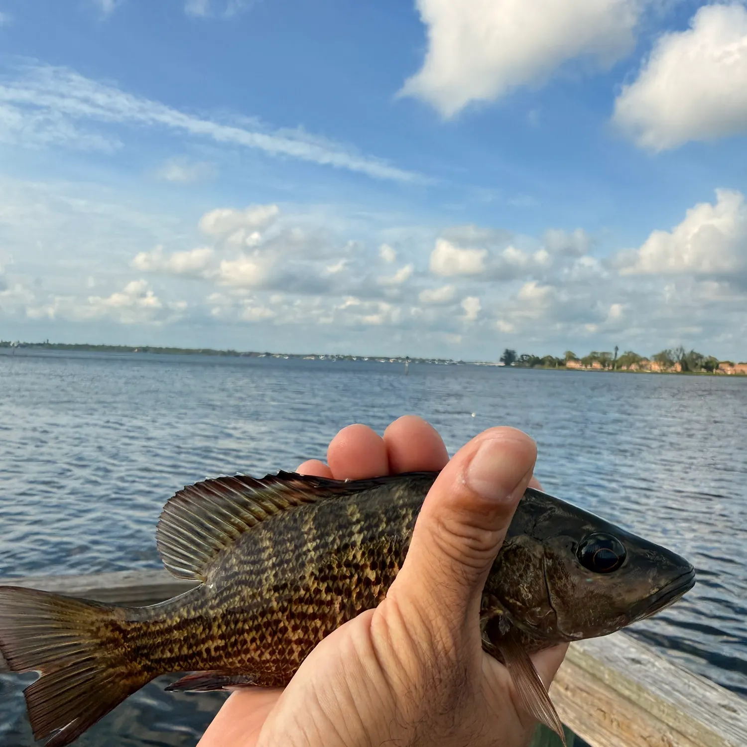 Shadow bass caught on Fishbrain