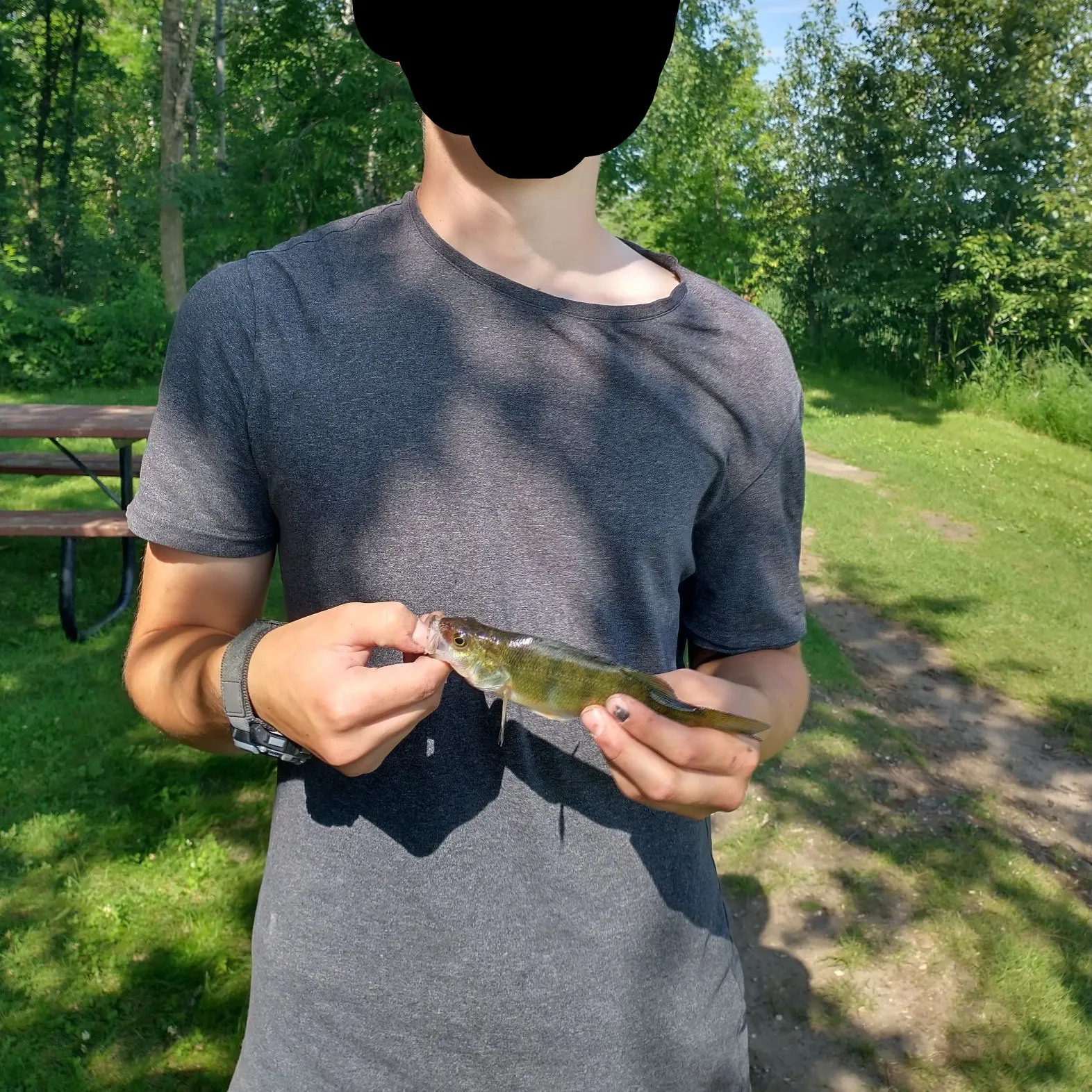 Yellow perch caught on Fishbrain