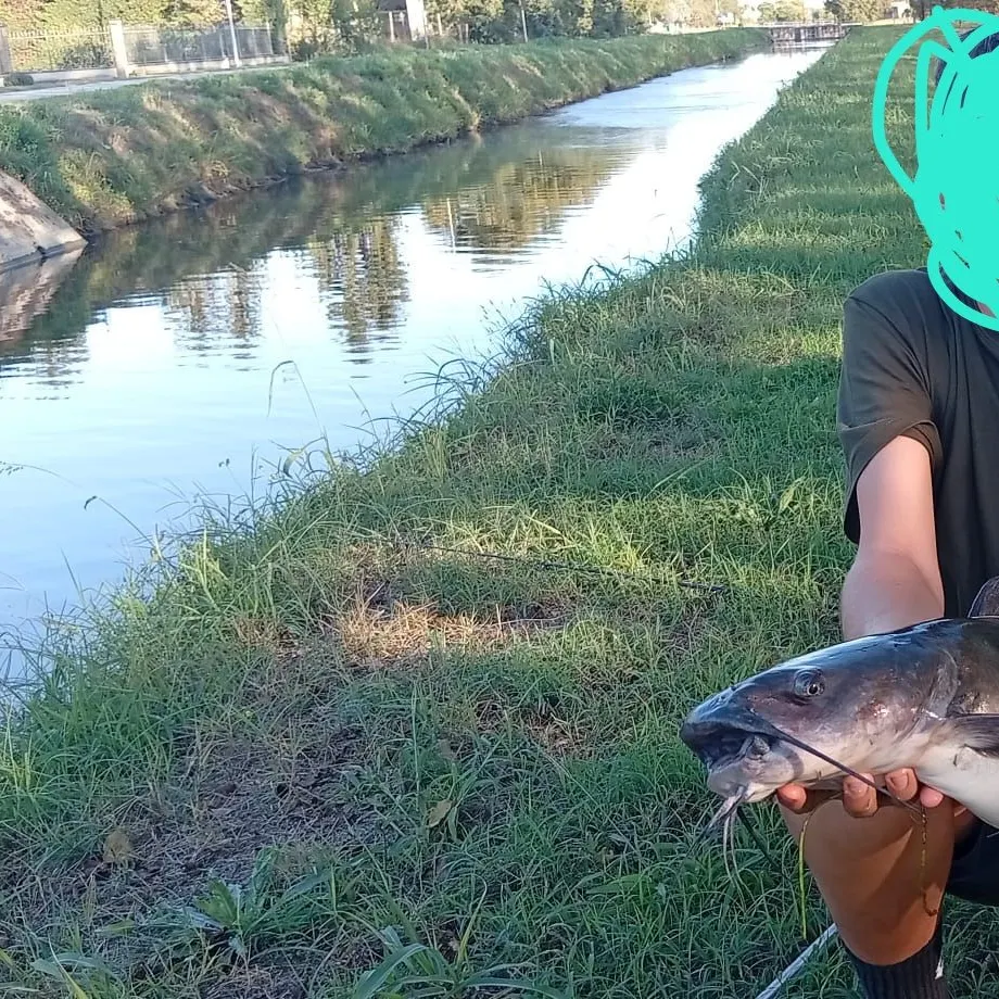 Channel catfish caught on Fishbrain