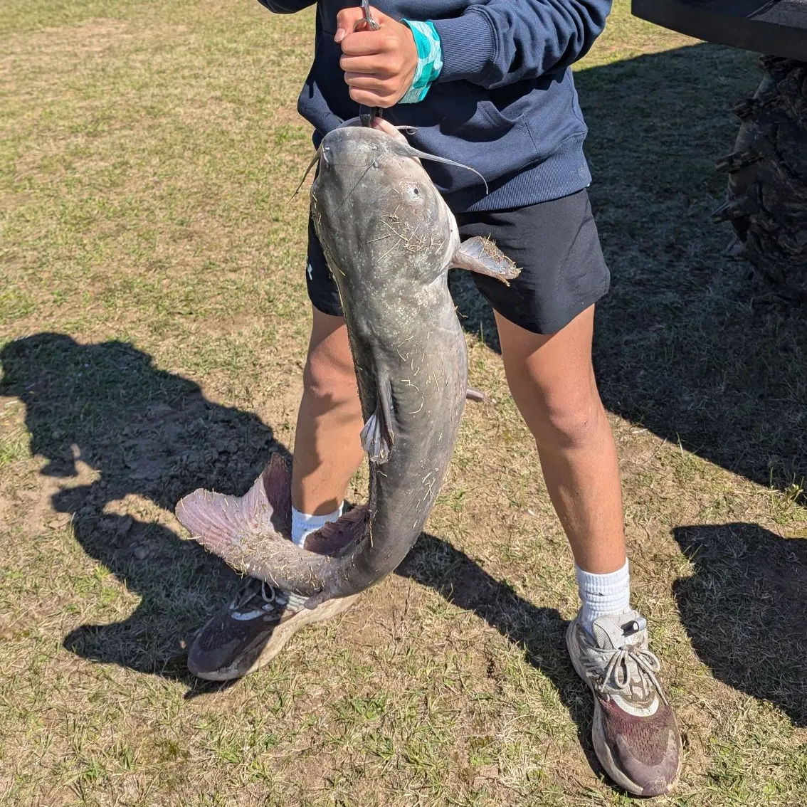 The most recent Blue catfish catches on Fishbrain