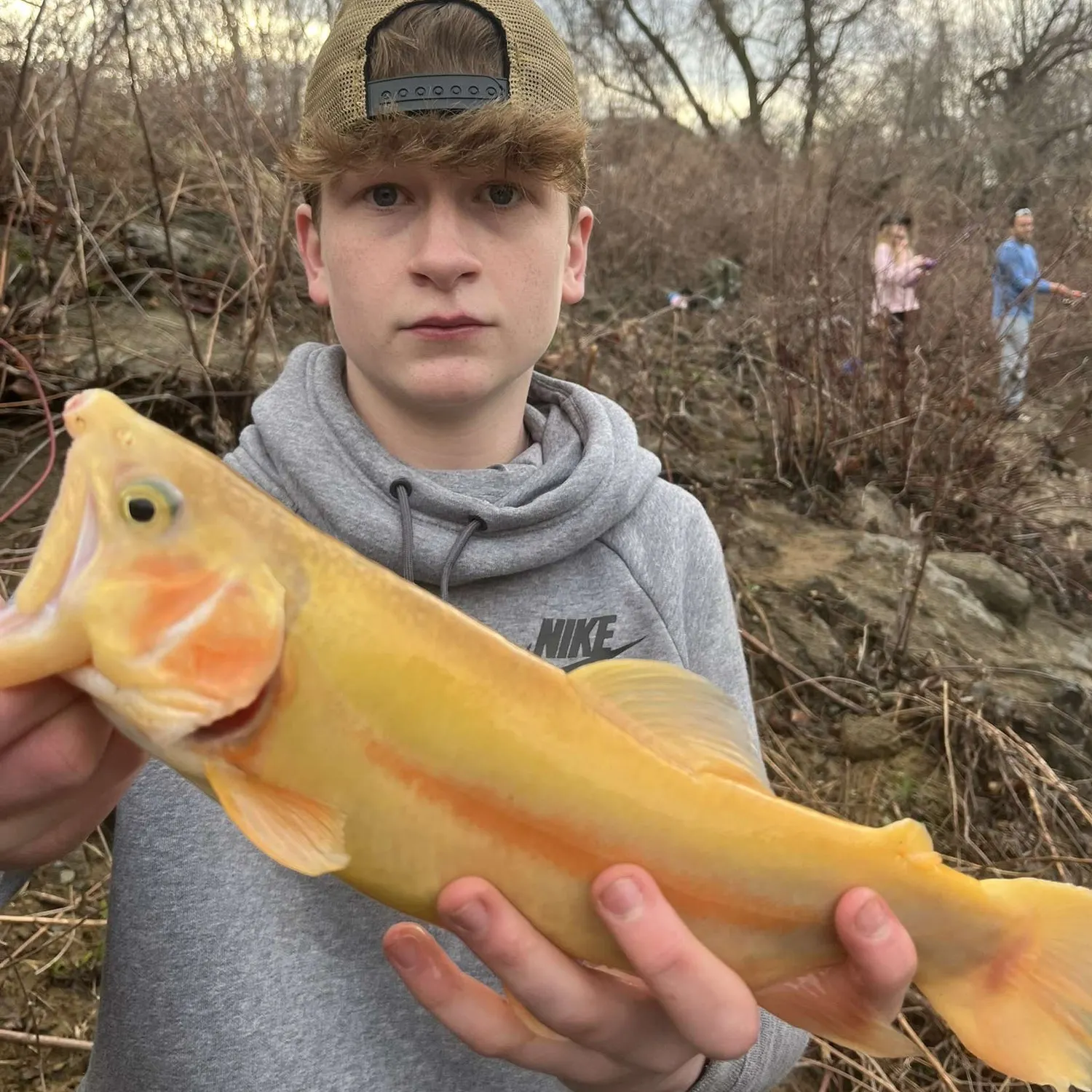The most recent Golden rainbow trout catches on Fishbrain