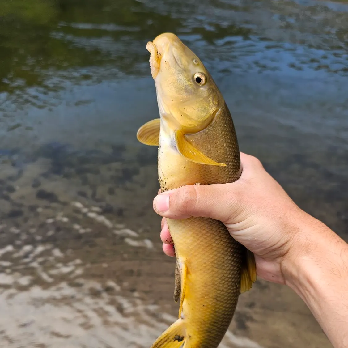 The most recent Sacramento sucker catches on Fishbrain