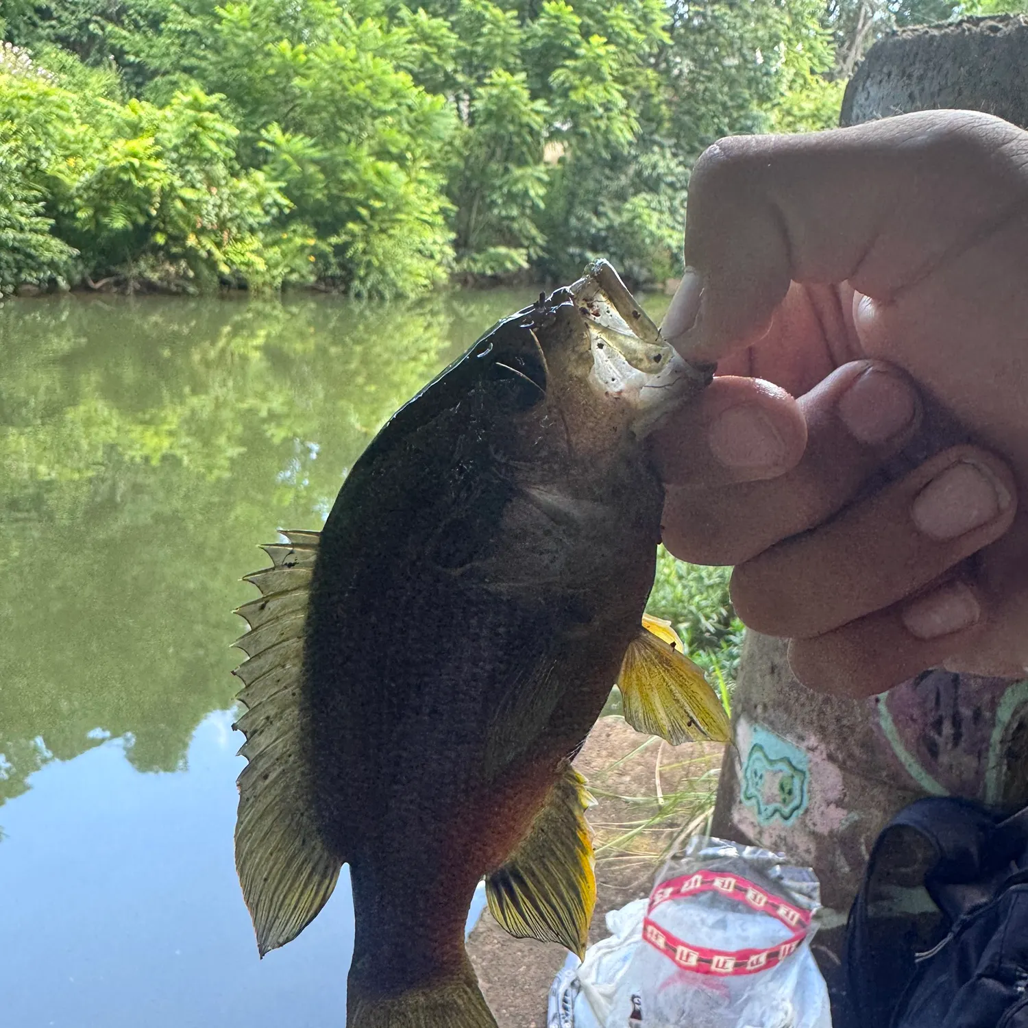 Greengill hybrid caught on Fishbrain