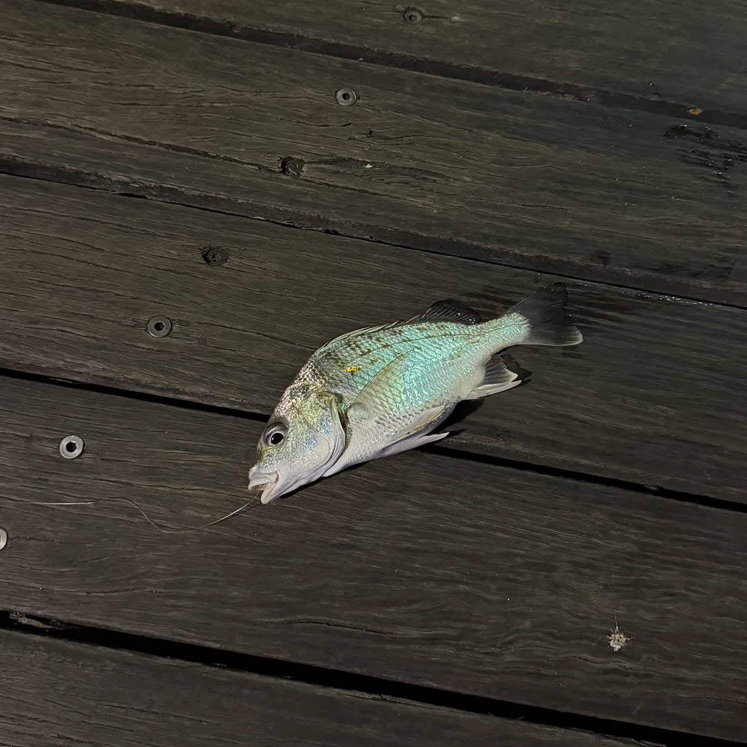 Javelin grunter caught on Fishbrain