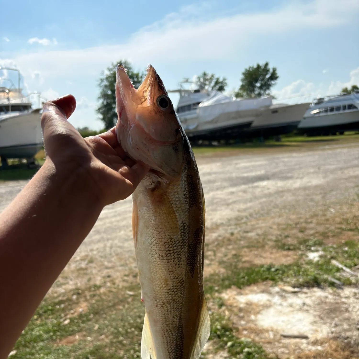 catch
