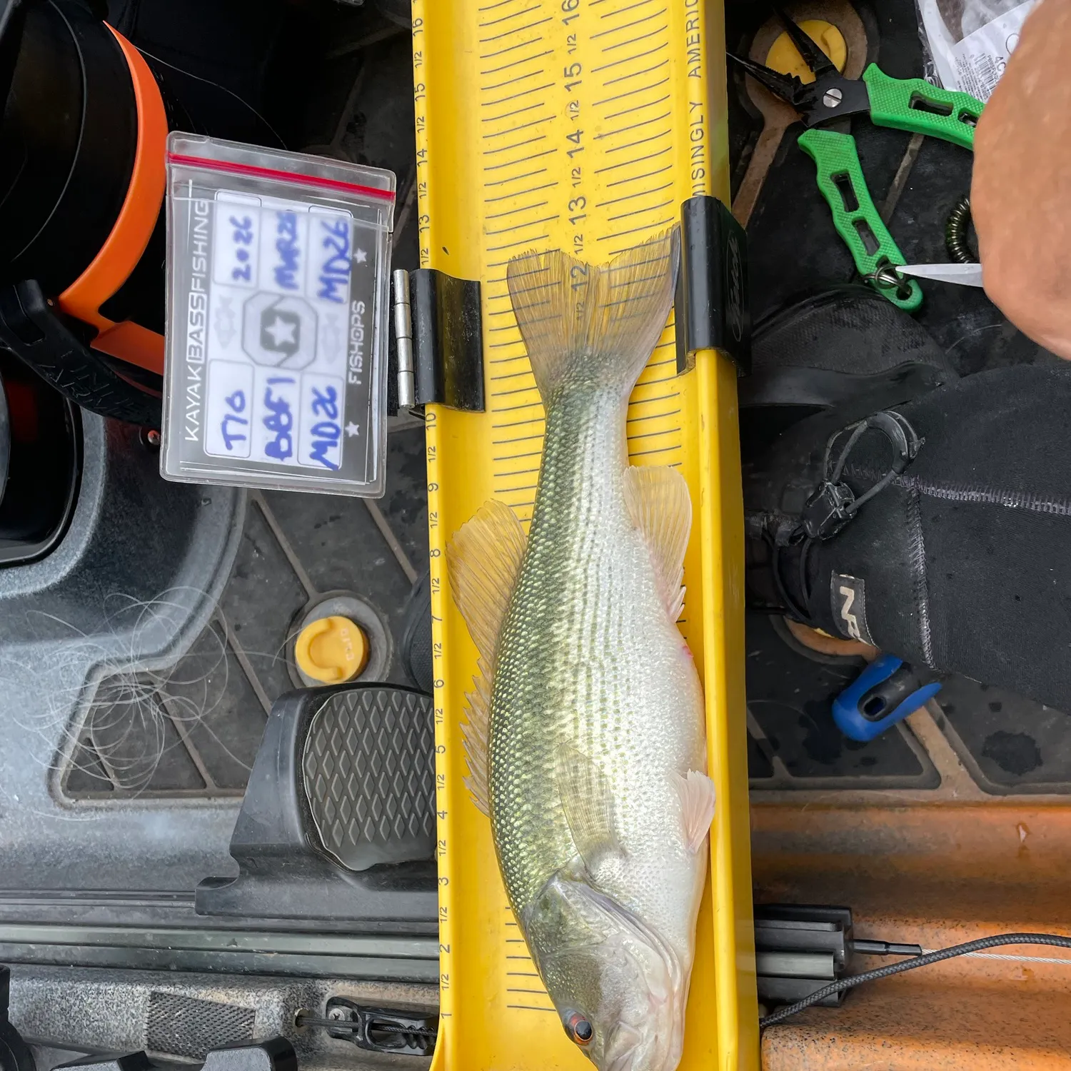 recently logged catches