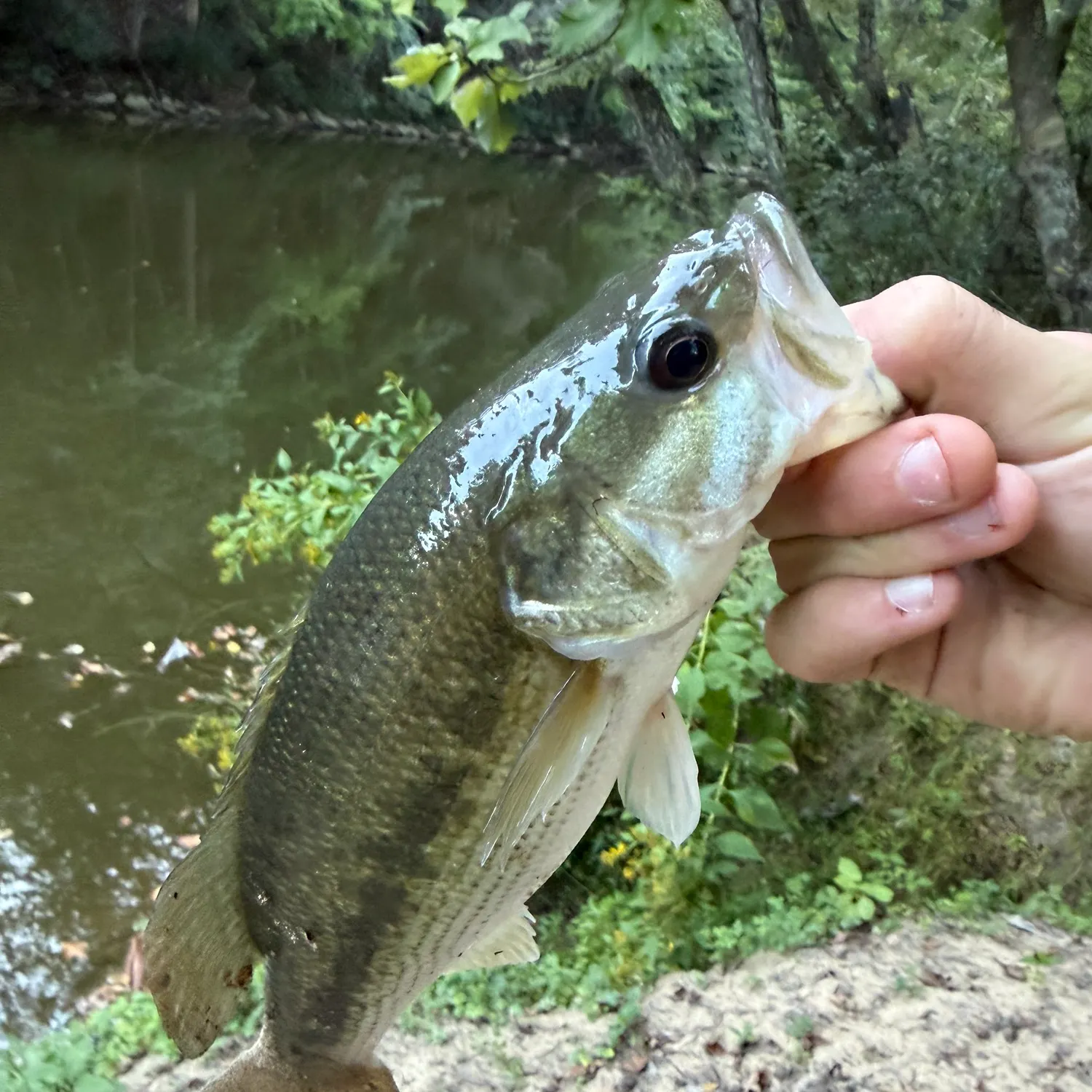Spotted bass caught on Fishbrain